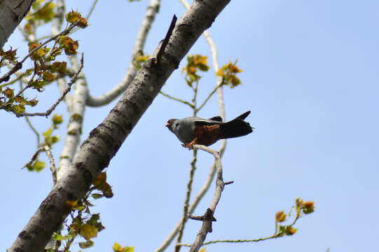 Image of Red-footed Falcon