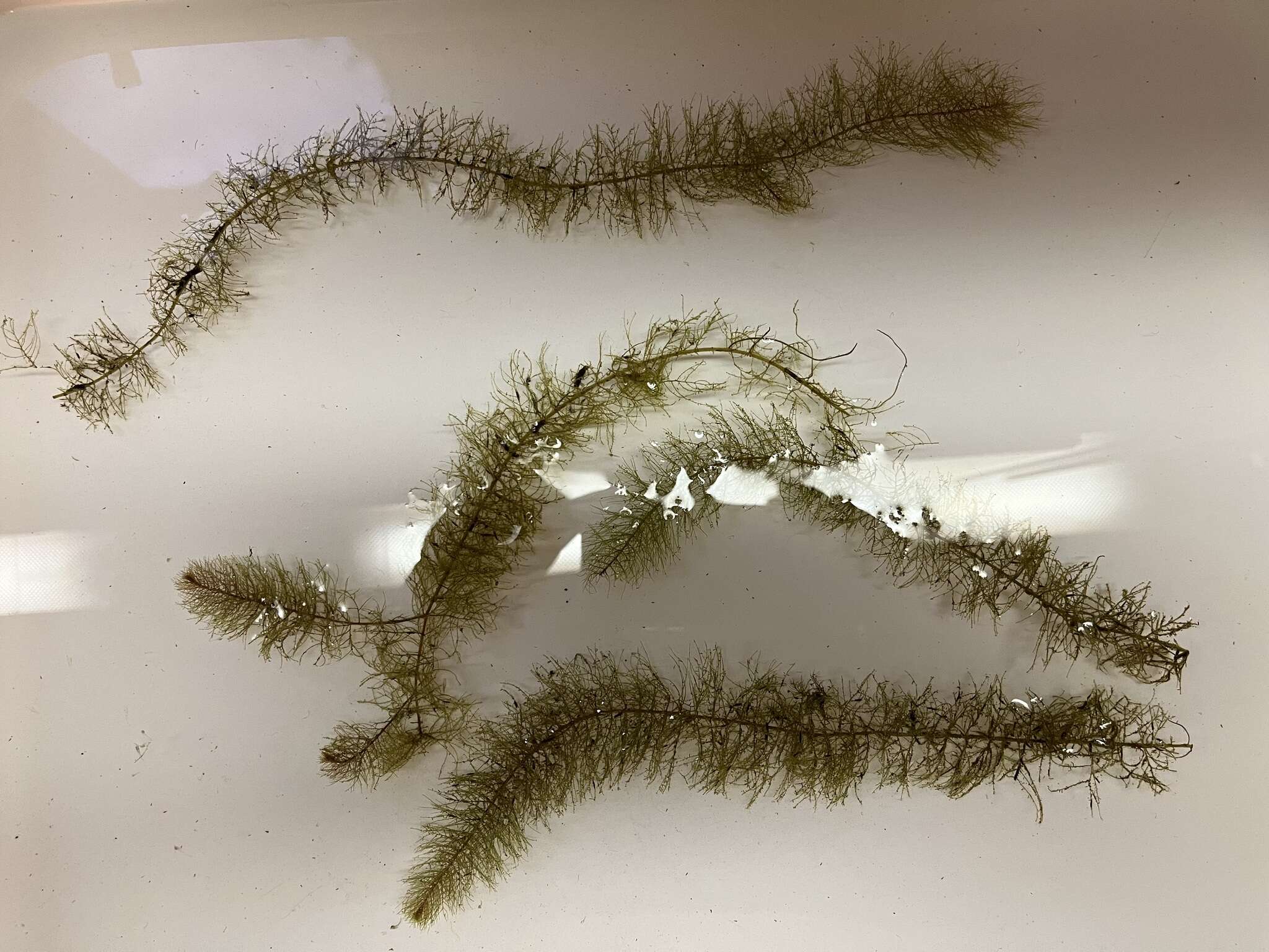 Image of Farwell's Water-Milfoil