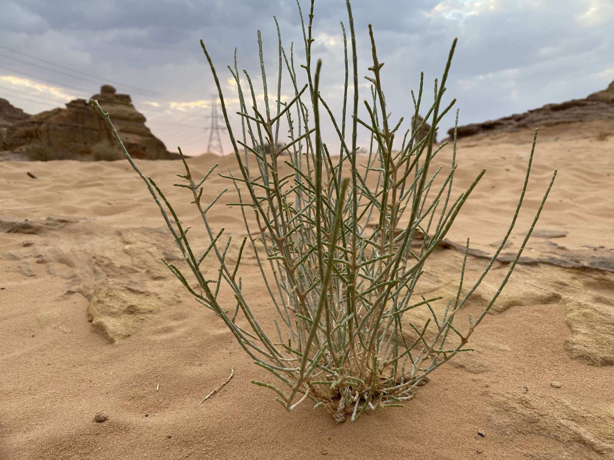 Plancia ëd Haloxylon salicornicum (Moq.) Bunge ex Boiss.