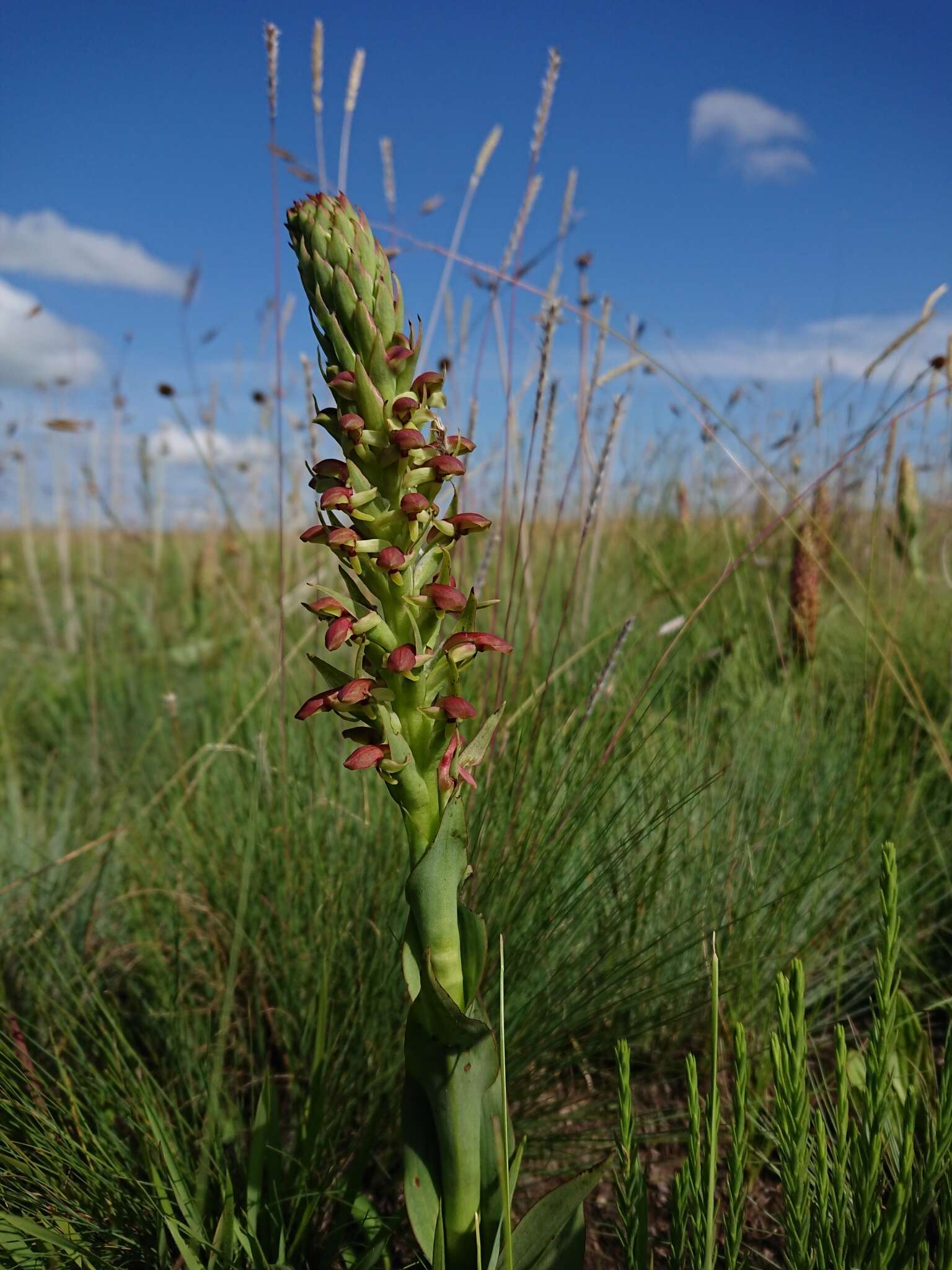 Image of Disa brevicornis (Lindl.) Bolus