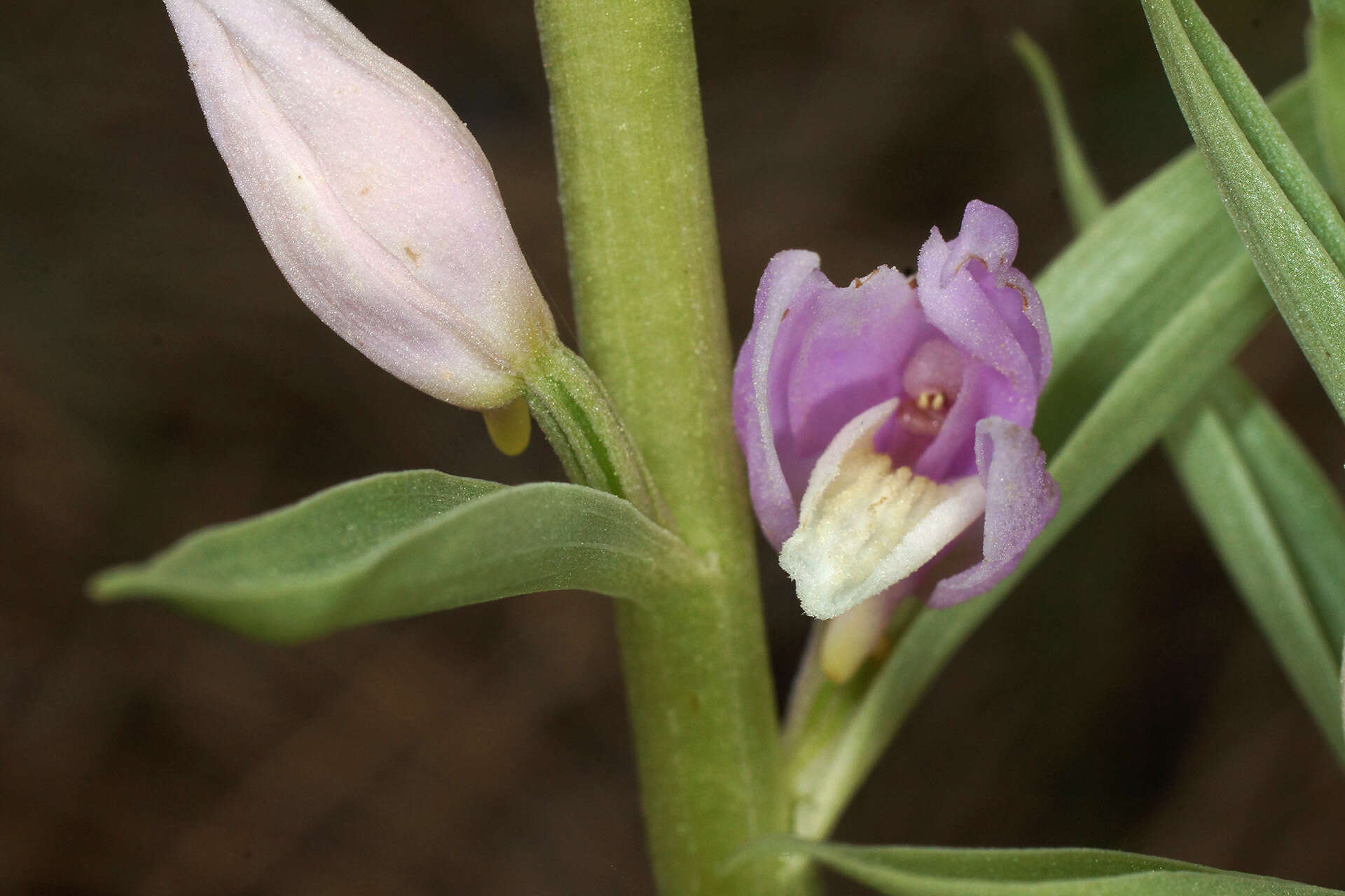 Image of Cephalanthera kurdica Bornm. ex Kraenzl.