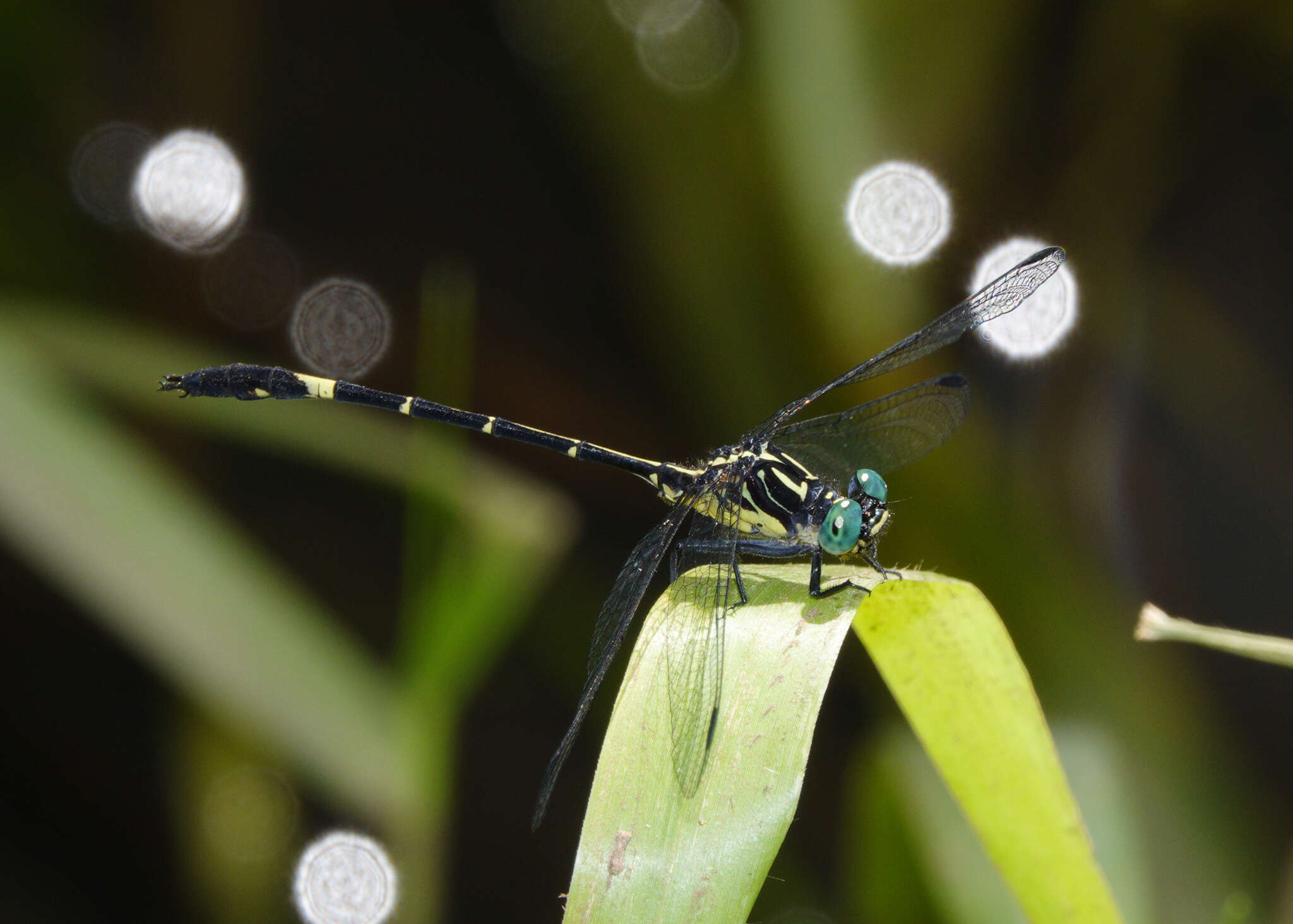 Imagem de Austrogomphus bifurcatus Tillyard 1909