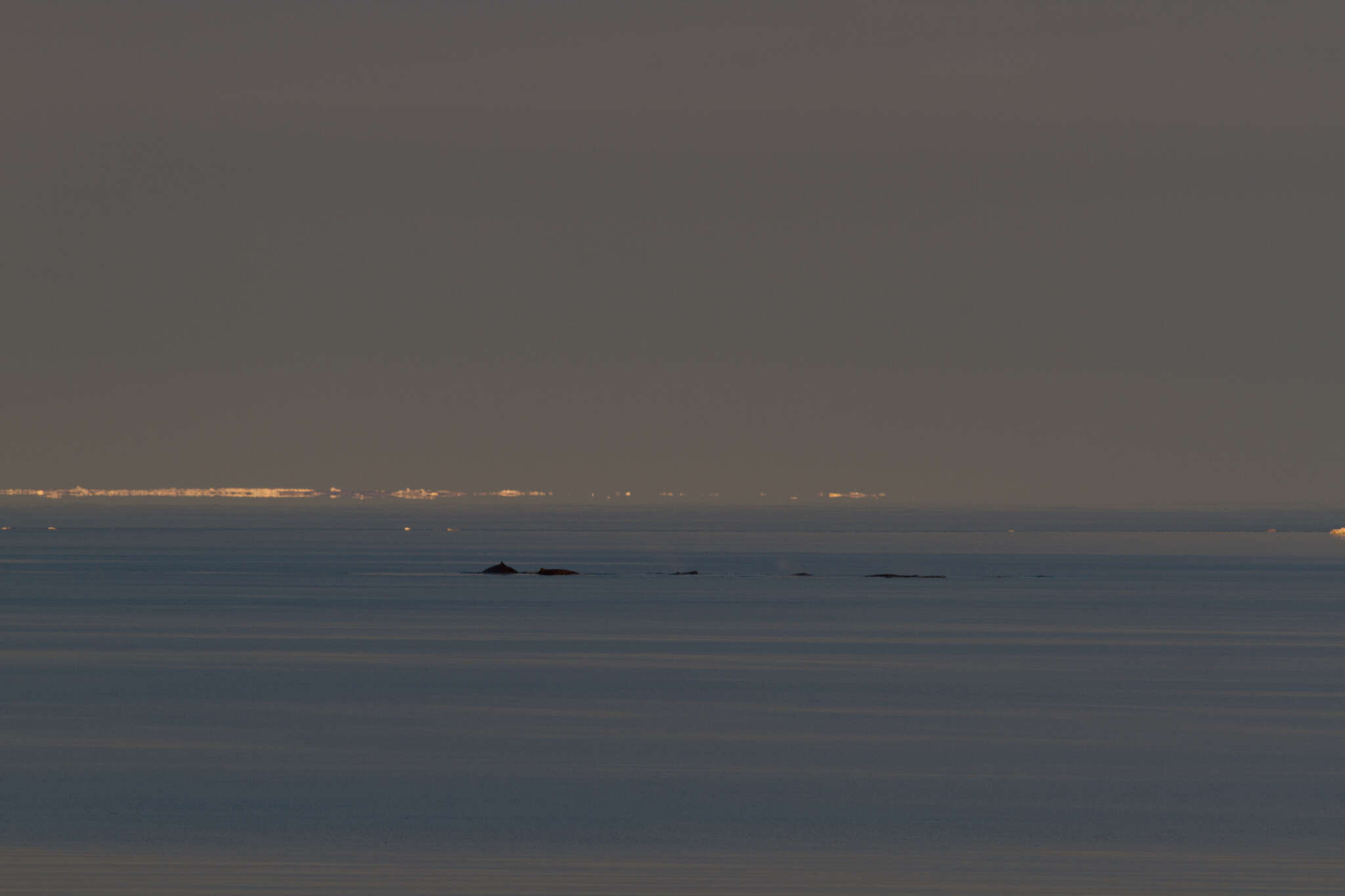 Image of Arnoux's Beaked Whale