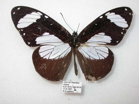 Image de Amauris niavius Linnaeus 1758