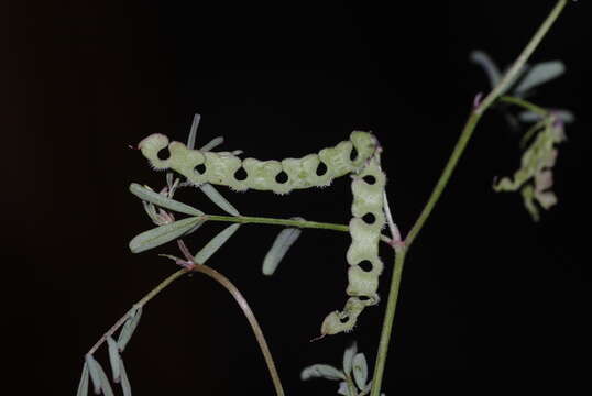 Sivun Hippocrepis ciliata Willd. kuva