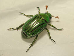 Image of Glorious Scarab