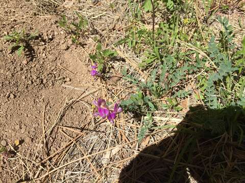 Imagem de Astragalus nothoxys A. Gray