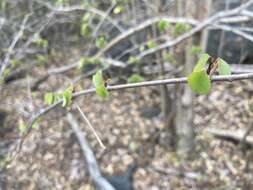 Image of manchineel berry