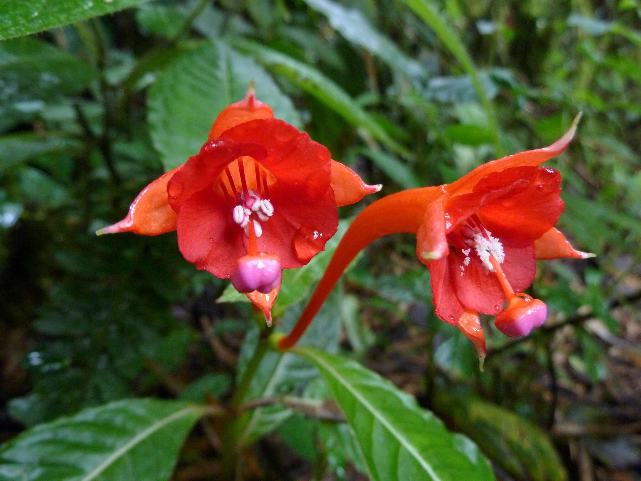 Imagem de Fuchsia macrostigma Benth.