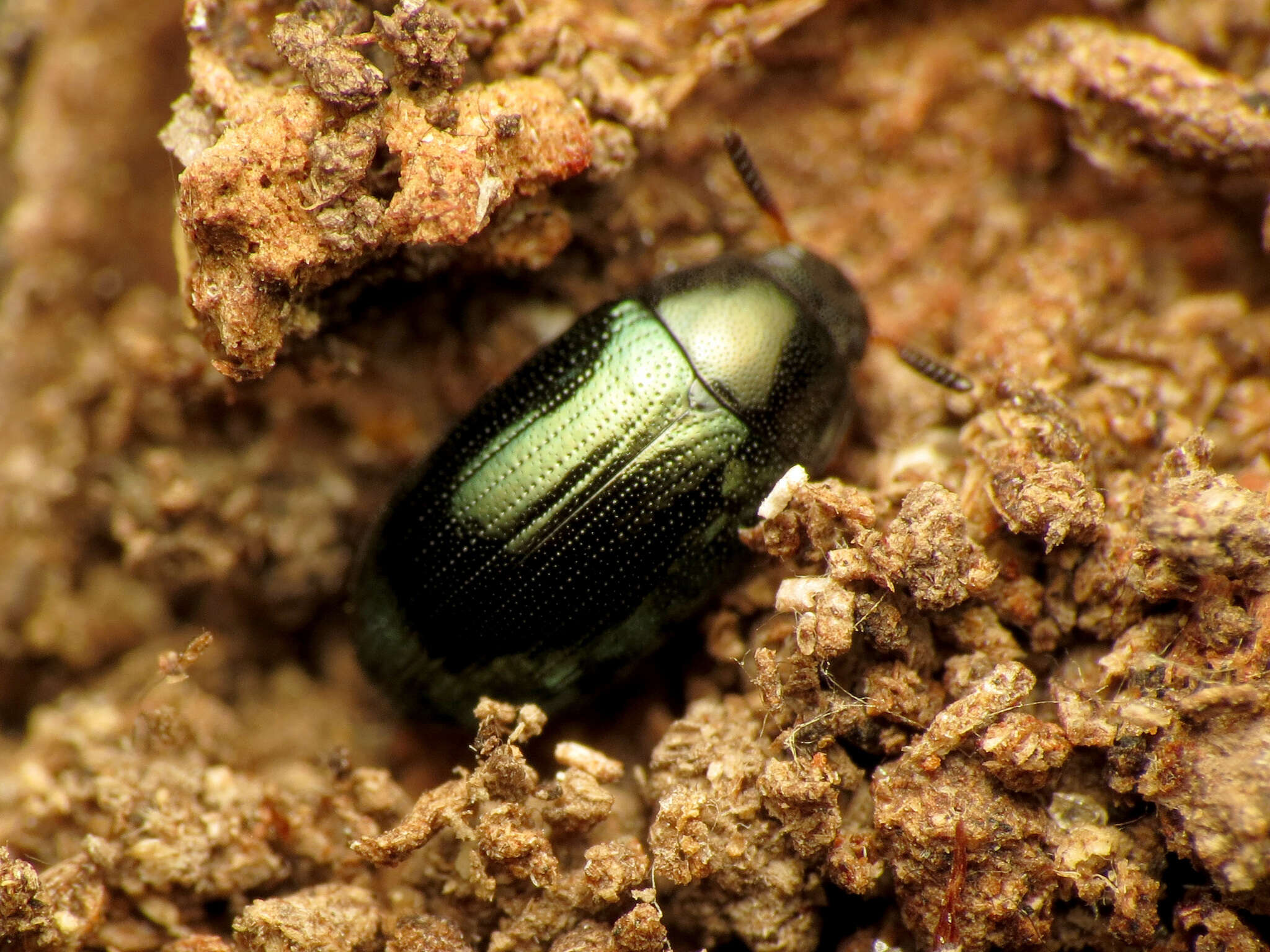 Image de Neomida bicornis (Fabricius 1777)