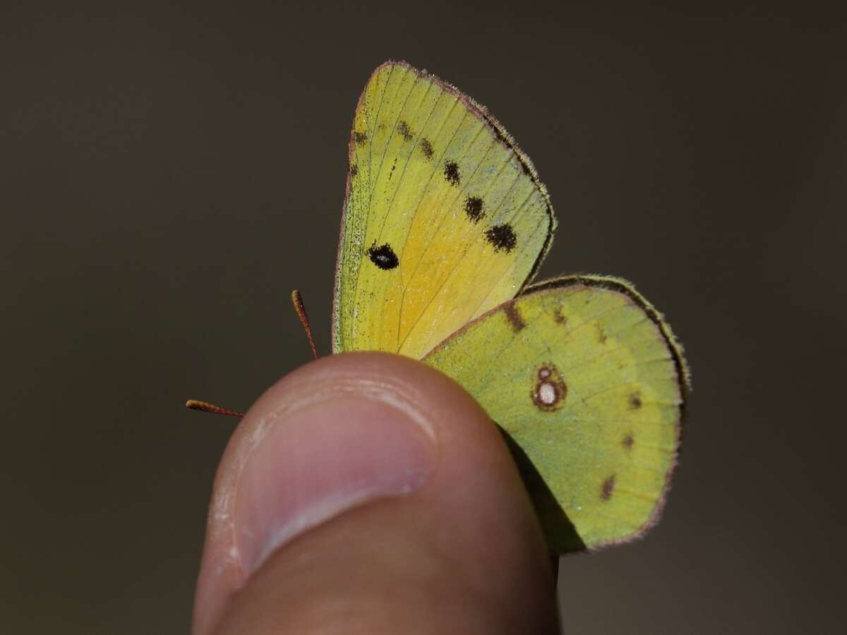 Image of Colias chrysotheme (Esper 1777)