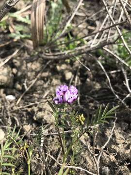 Image de Astragalus tener var. tener