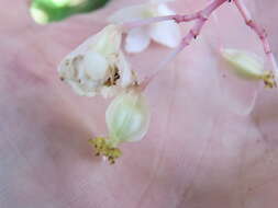 Image of Begonia angularis Raddi