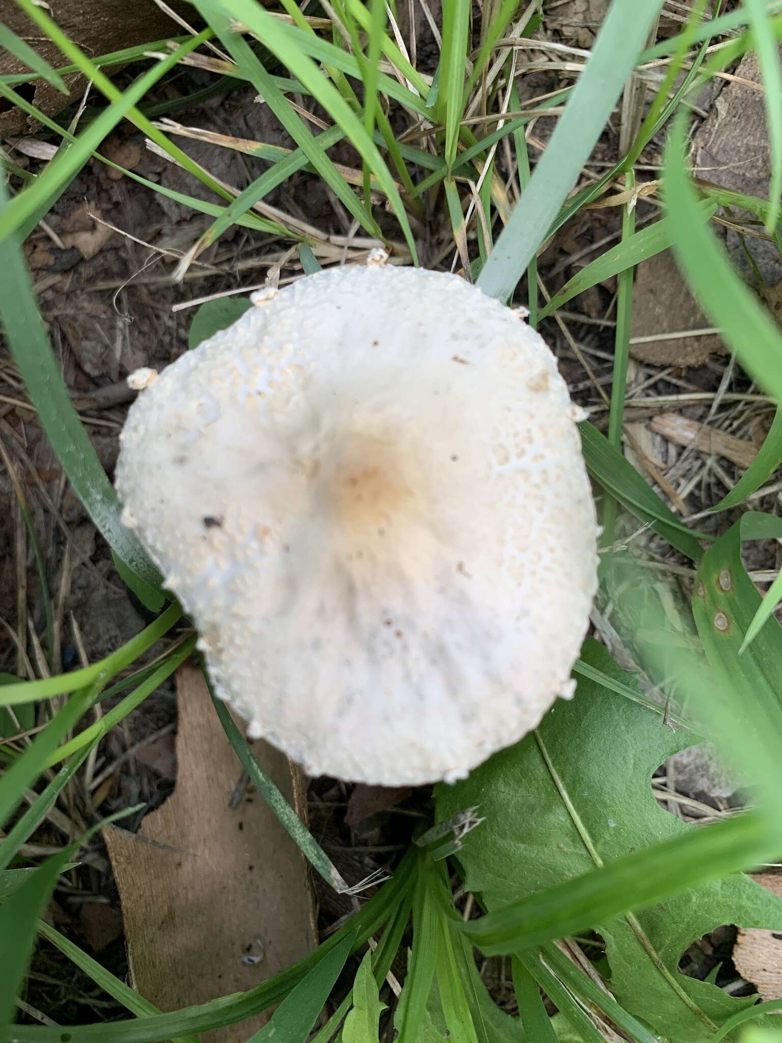 Слика од Saproamanita prairiicola (Peck) Redhead, Vizzini, Drehmel & Contu 2016