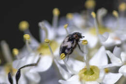 Image of Anthrenus sophonisba Beal 1998