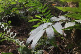 Image of Angiopteris somae (Hayata) Makino & Nemoto