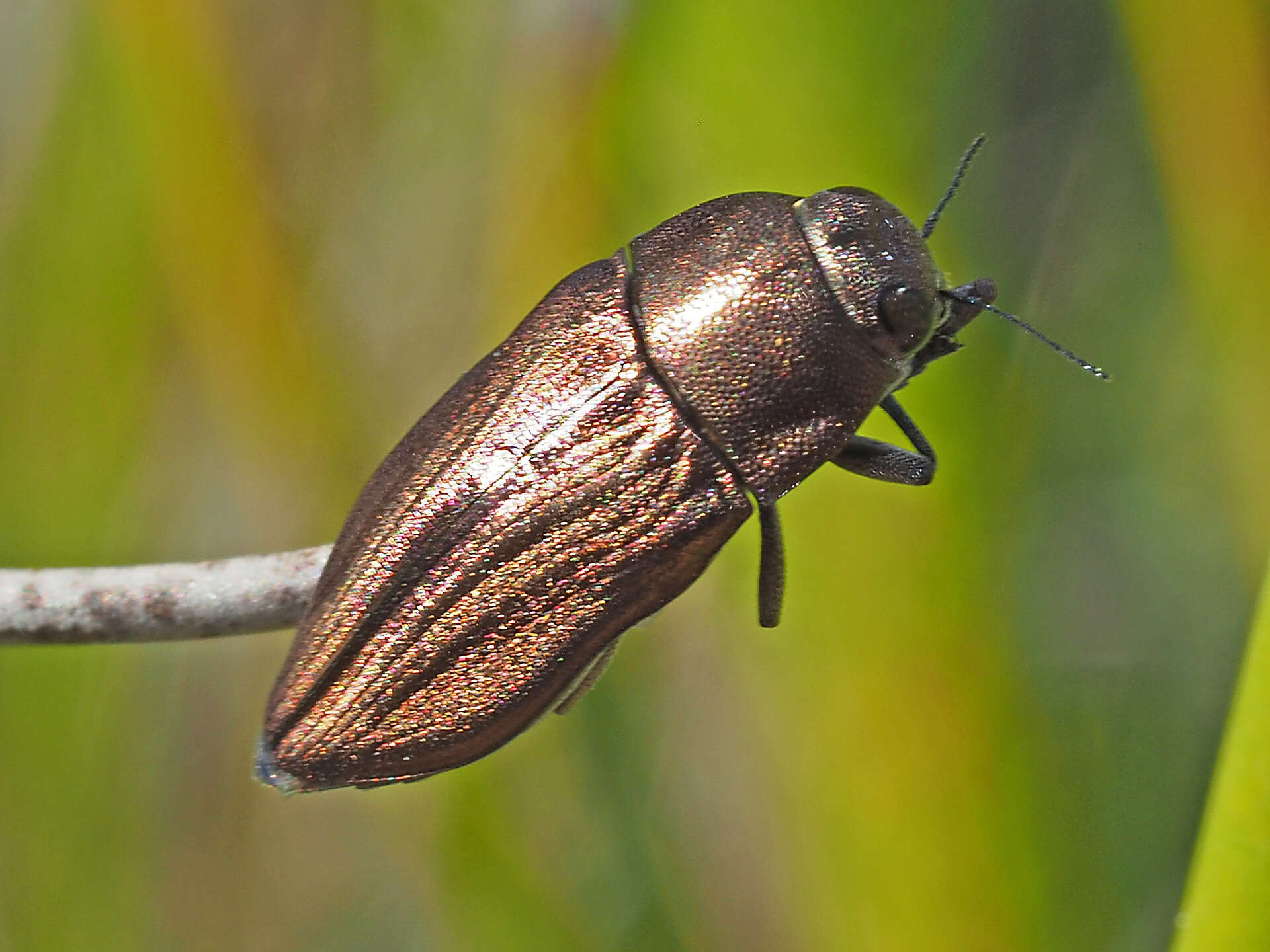 Aristosoma suturale (Thunberg 1789)的圖片