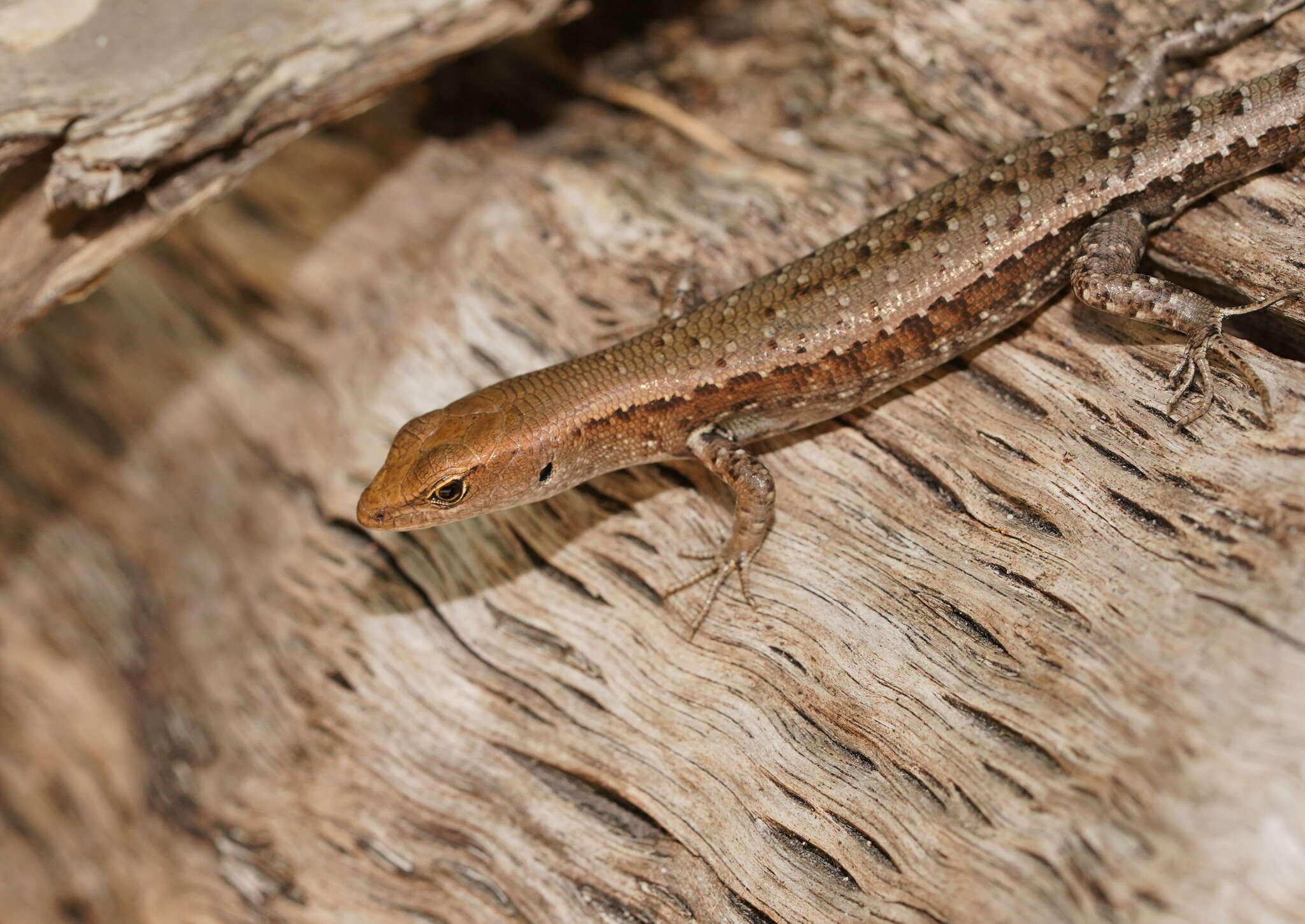 Image of Saxicoline Sunskink