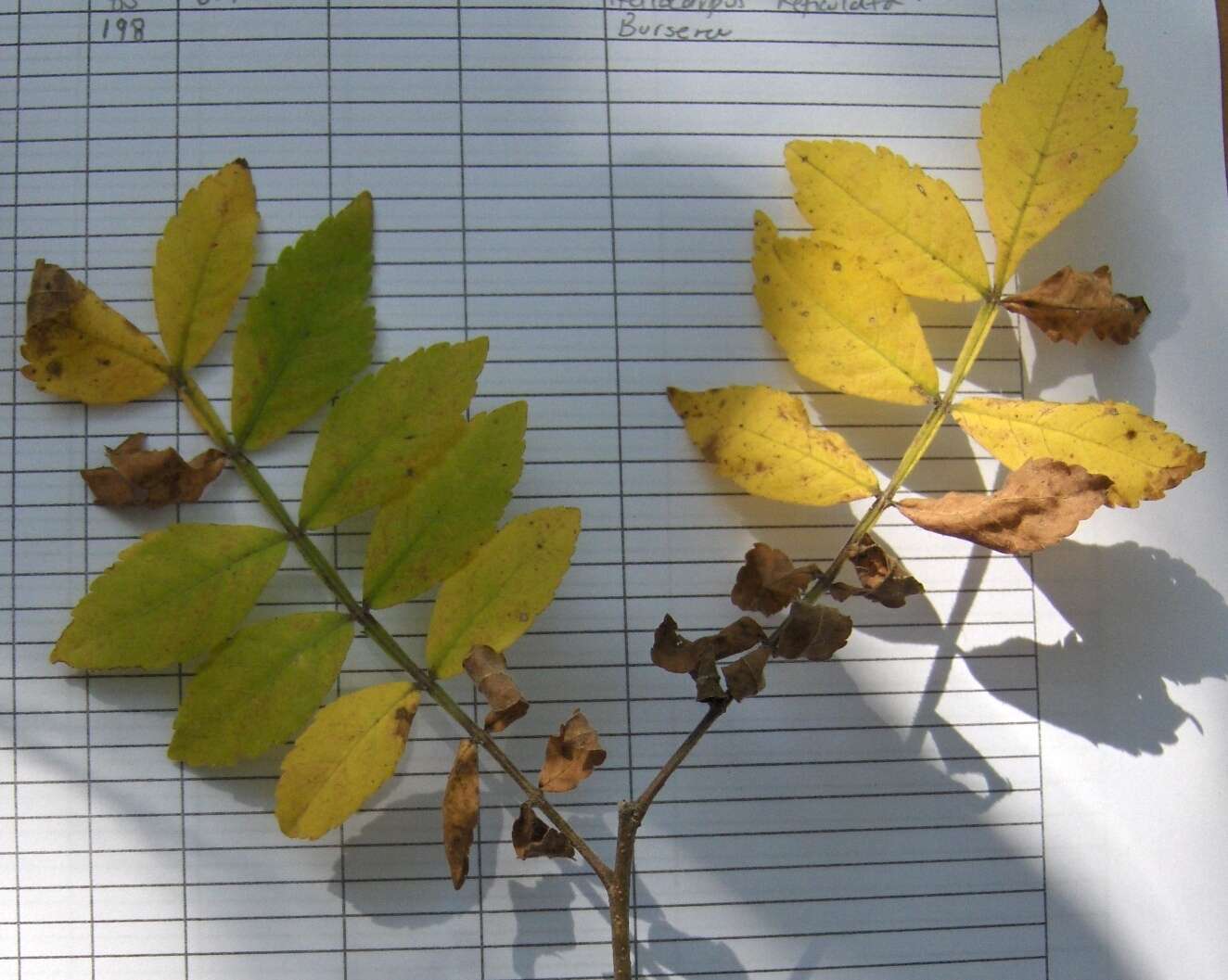 Plancia ëd Bursera ariensis (Kunth) Mc Vaugh & Rzedowski