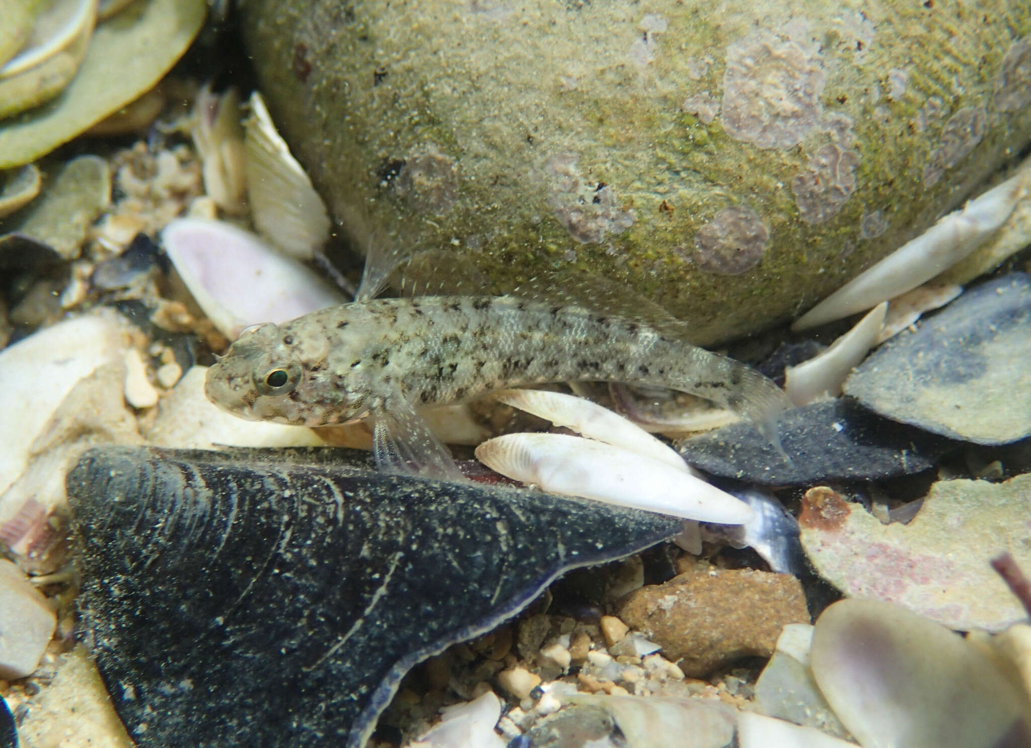 Image of Rock Goby