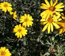 Image of Chrysanth Rain Daisy