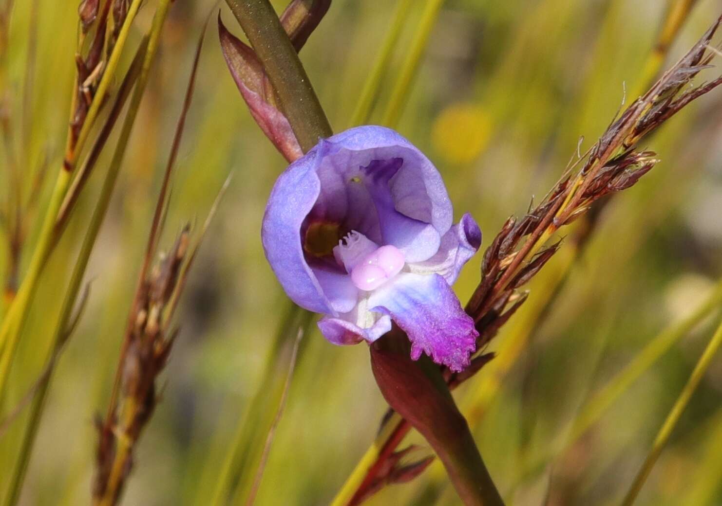 Image of Disa hians (L. fil.) Spreng.