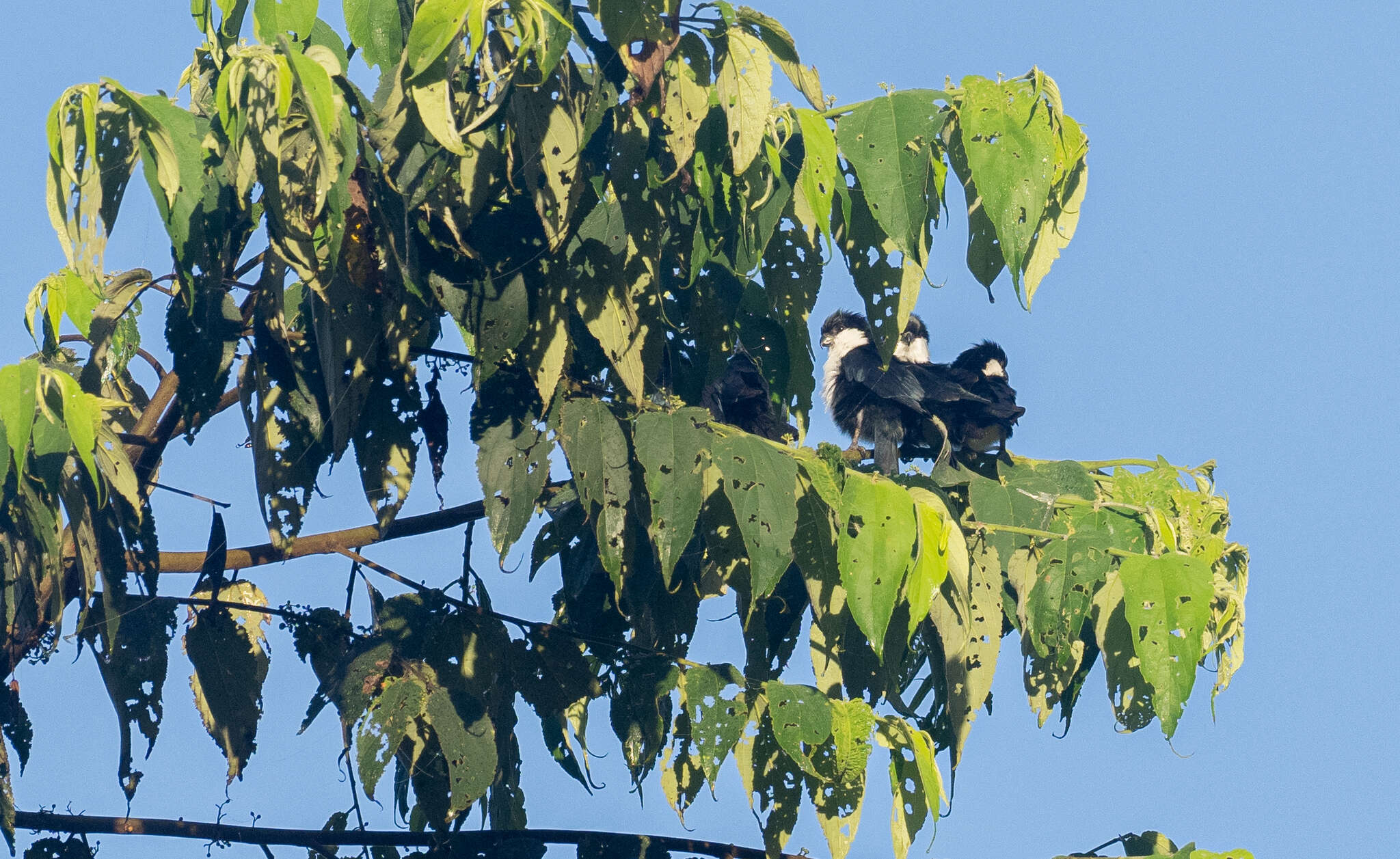 Image of Philippine Falconet