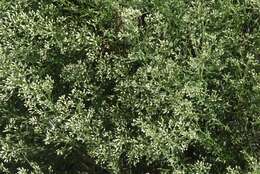 صورة Baccharis thesioides Kunth