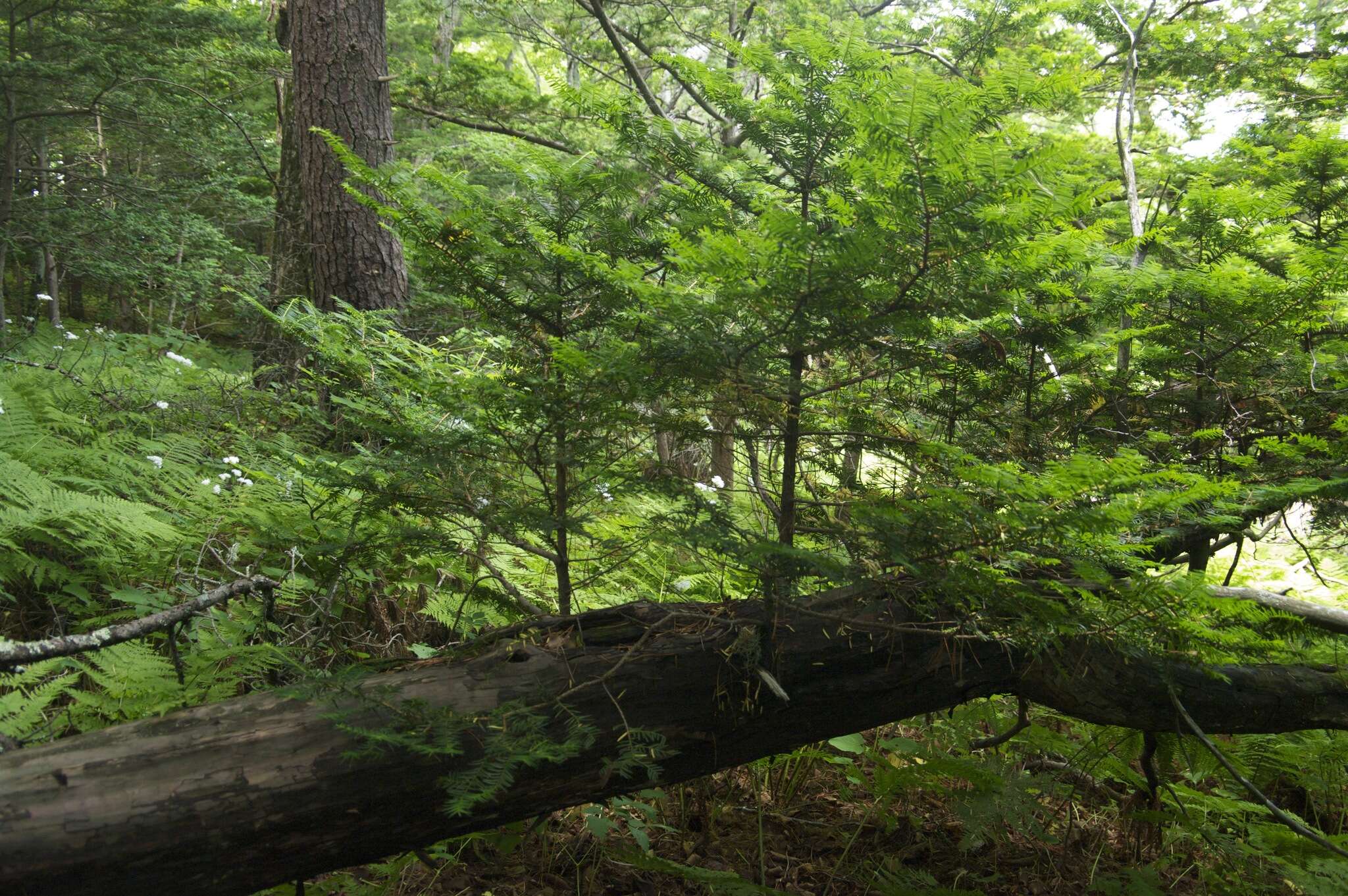 Image of Japanese Yew