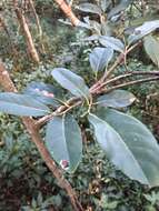 Diospyros fasciculosa (F. Muell.) F. Muell.的圖片