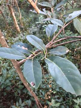 Image of Diospyros fasciculosa (F. Muell.) F. Muell.