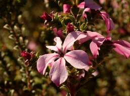 Image of Acmadenia tetragona (L. fil.) Bartl. & Wendl. fil.