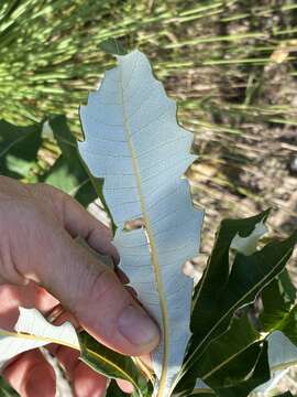 Image of Banksia dentata L. fil.