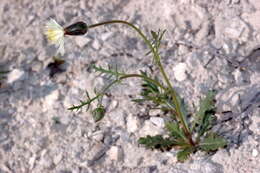 Plancia ëd Amberboa turanica Iljin