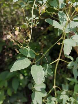 Imagem de Clematis kirilowii Maxim.