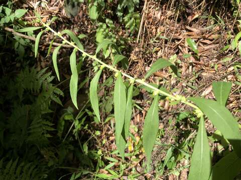 صورة Carpesium abrotanoides L.