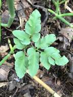 Image of bluntlobe grapefern