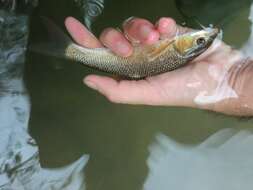 Image of Ebro Barbel