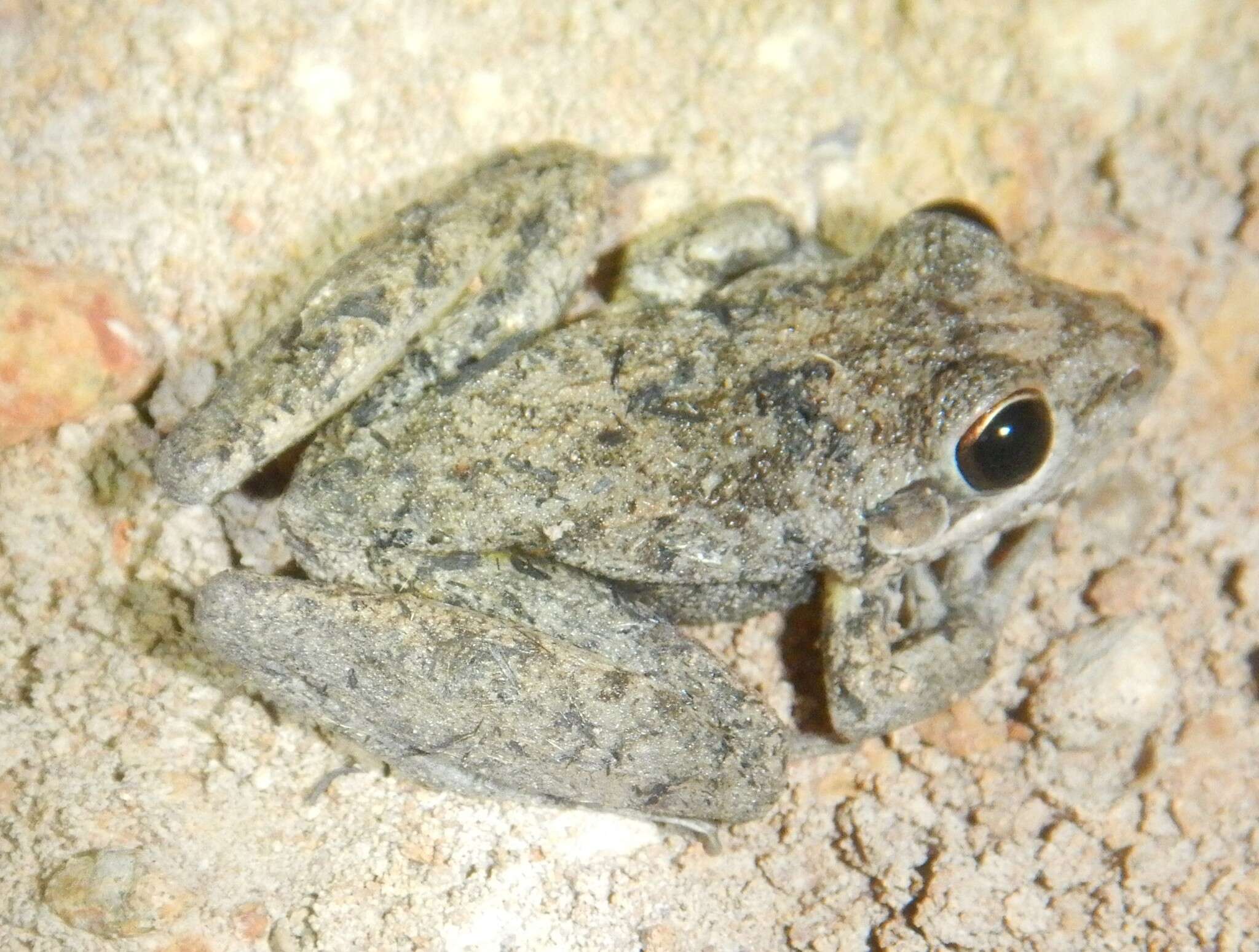 Plancia ëd Litoria inermis (Peters 1867)