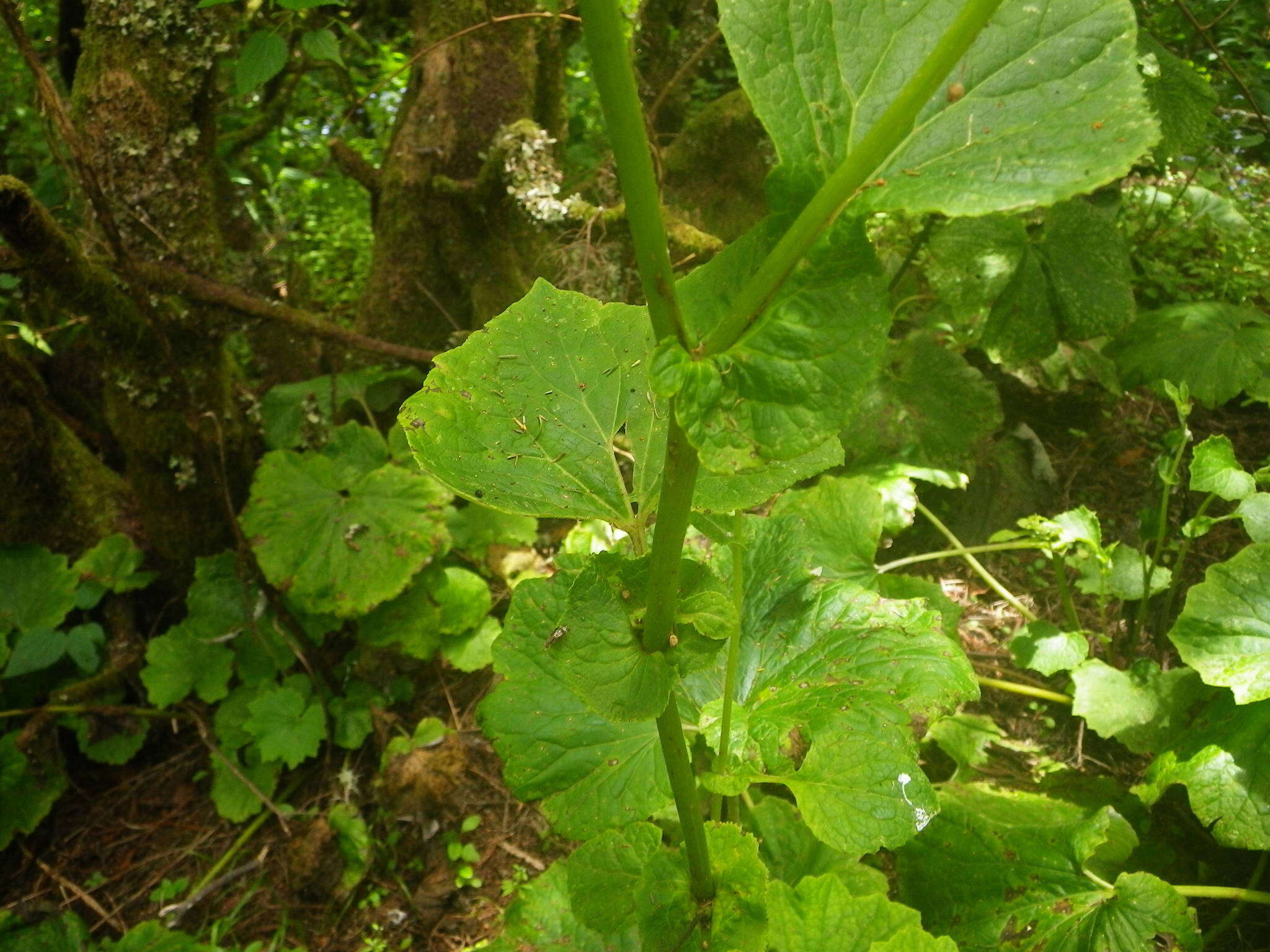 Image of Pericallis murrayi (Bornm.) B. Nord.