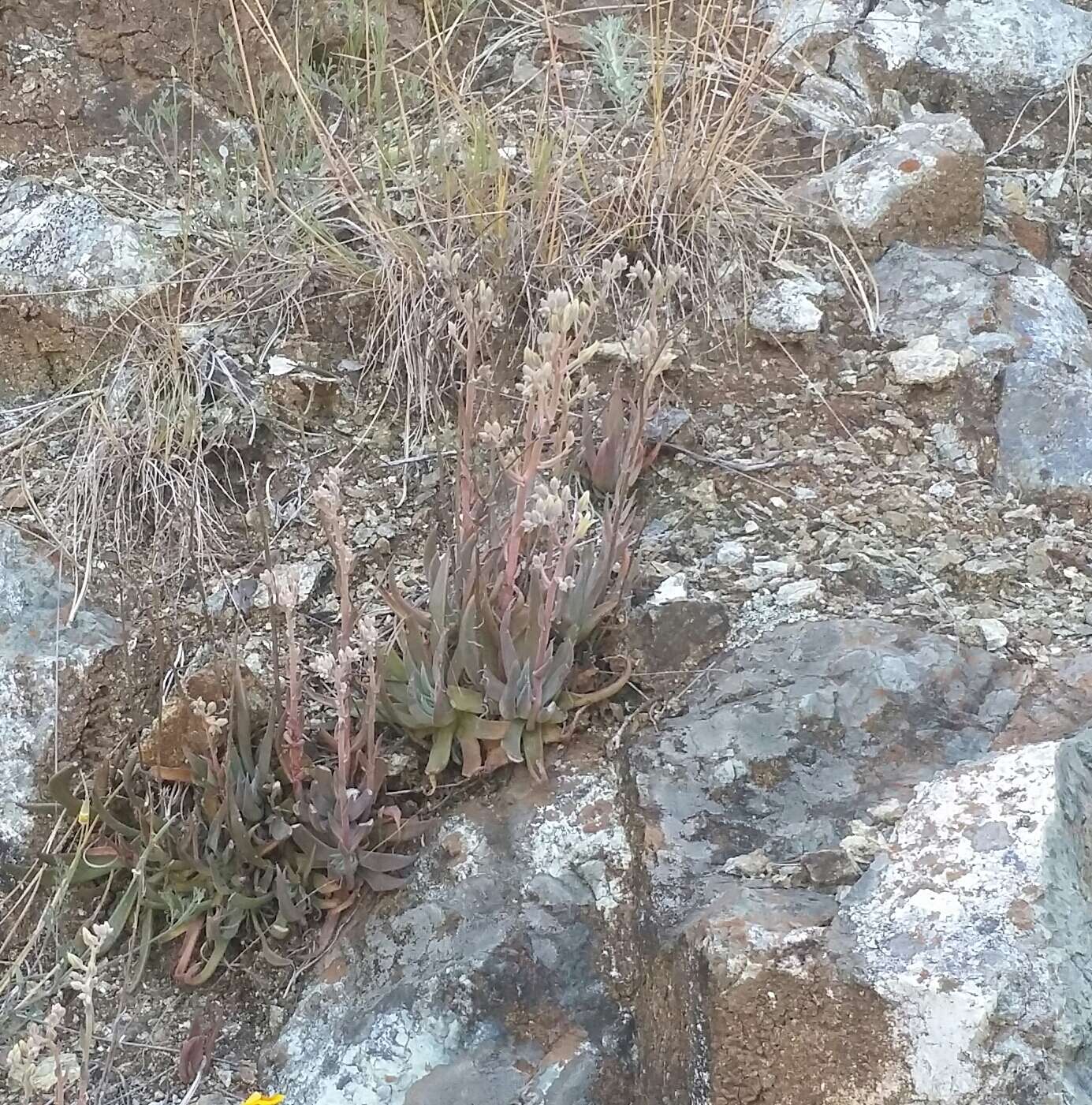 Imagem de Dudleya abramsii subsp. setchellii (Jeps.) Moran