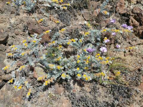 Image of <i>Acmispon argophyllus</i> var. <i>adsurgens</i>