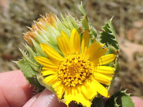 Sivun Grindelia ciliata (Nutt.) Spreng. kuva