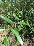 Salix lasiolepis Benth. resmi