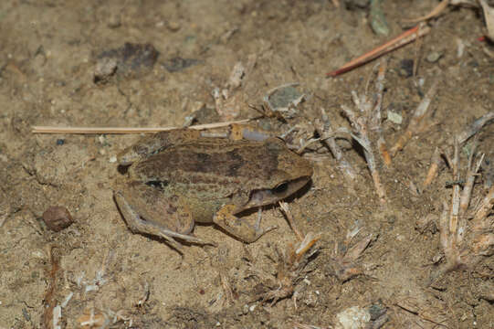 Plancia ëd Eleutherodactylus atkinsi Dunn 1925