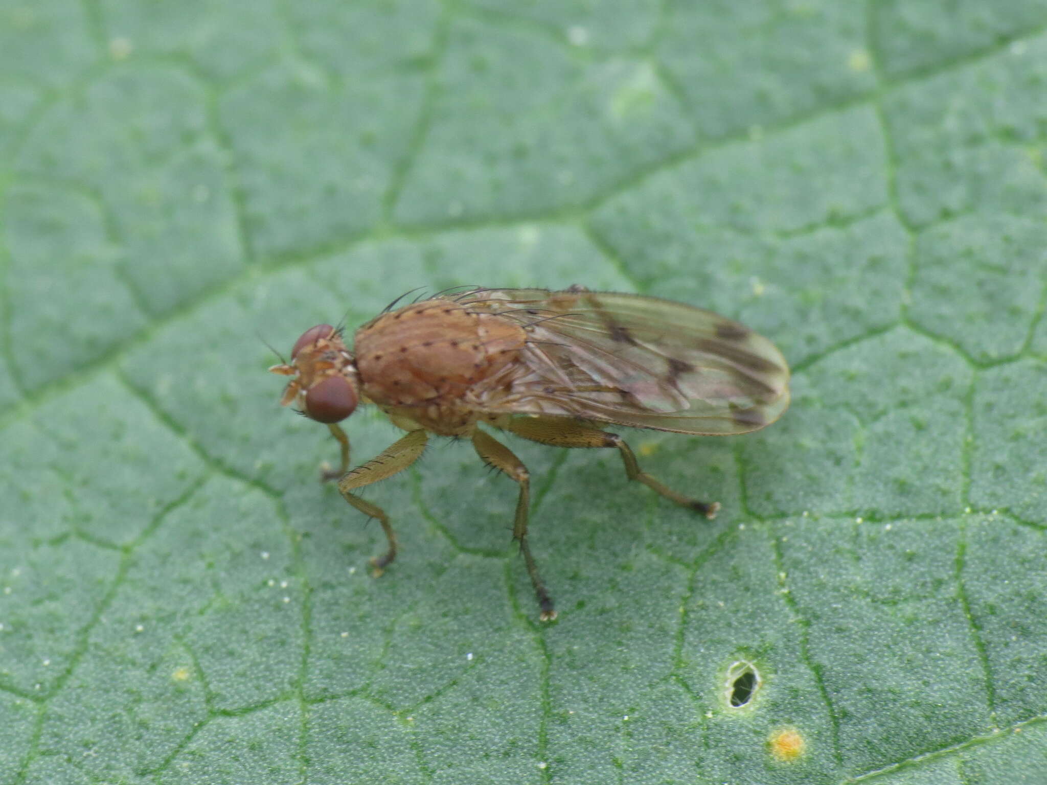 Image of Suillia variegata (Loew 1862)