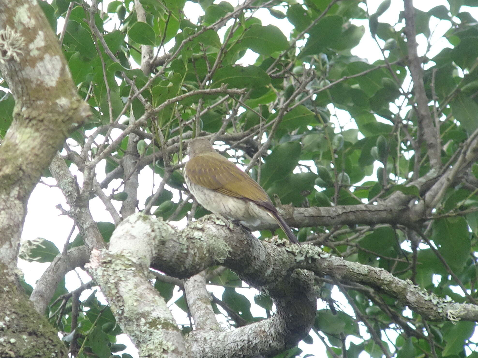 Image of Lesser Honeyguide