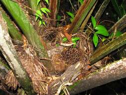 Image of American oil palm