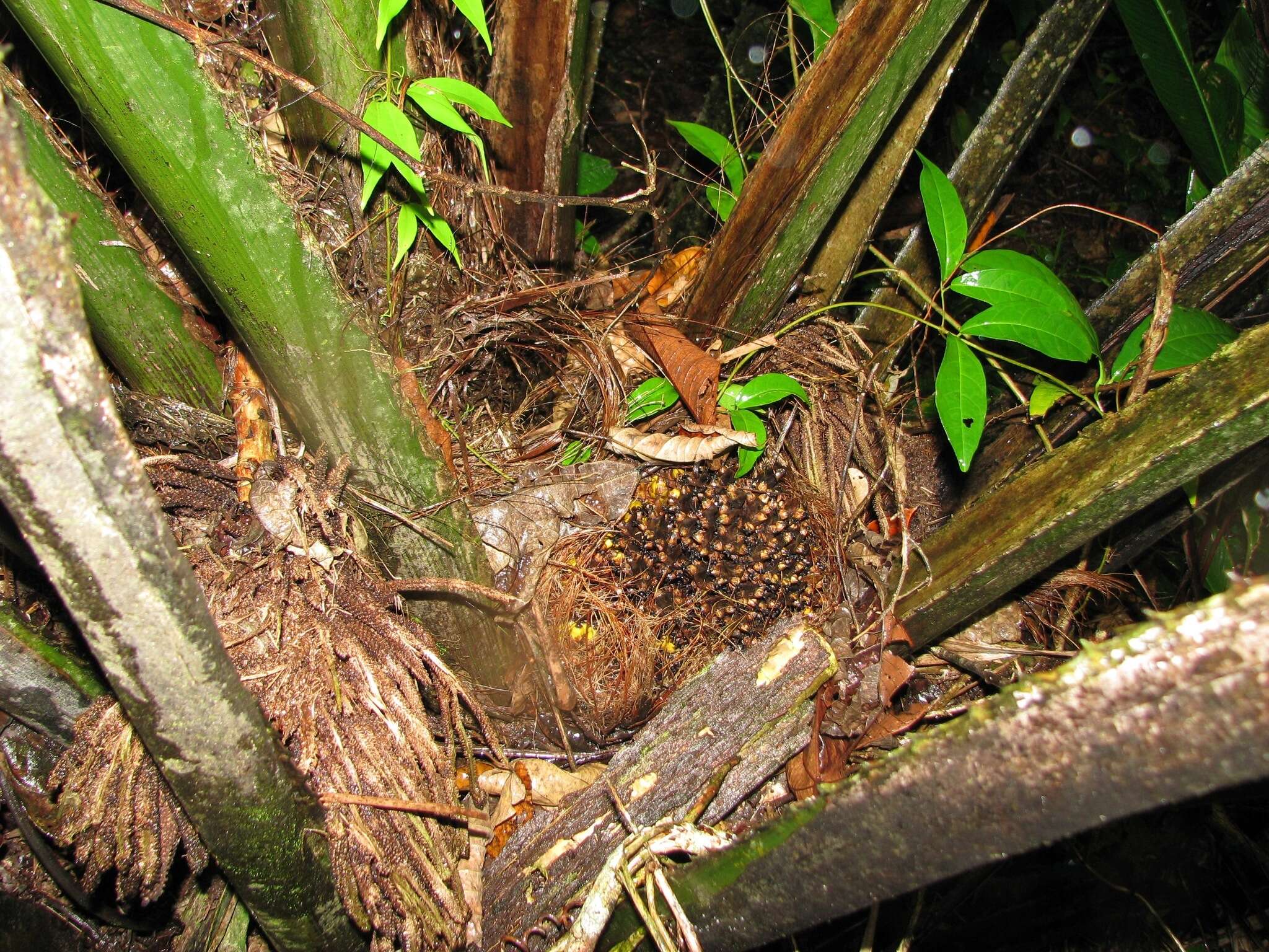 Image of American oil palm