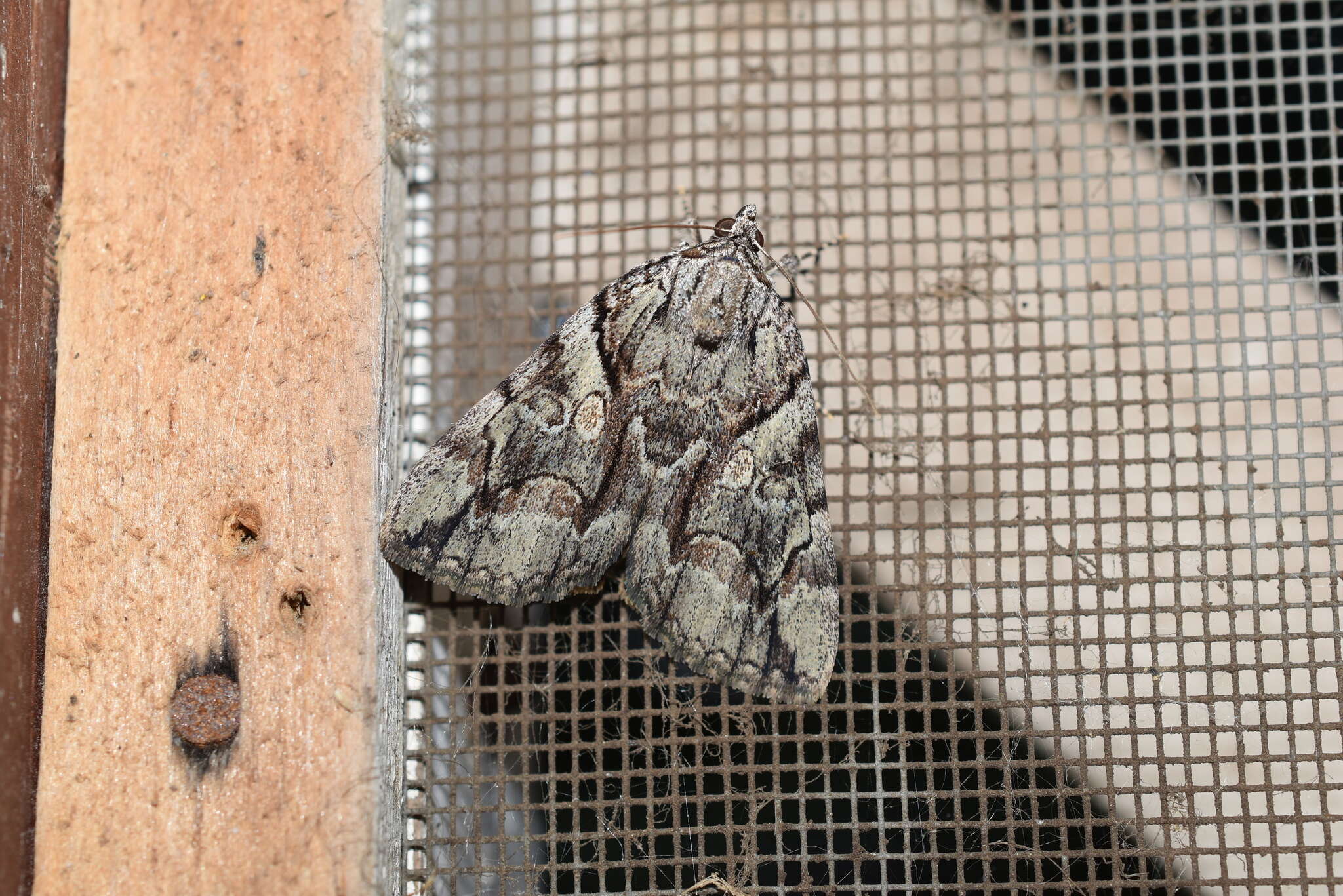 Image of Wonderful Underwing